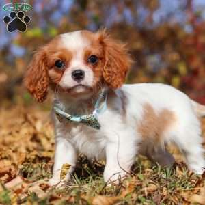 Hudson, Cavalier King Charles Spaniel Puppy